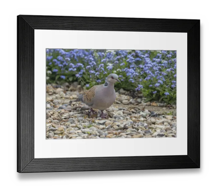 Framed Print : Turtle dove (Streptopelia turtur) adult bird on a shingle garden path in spring