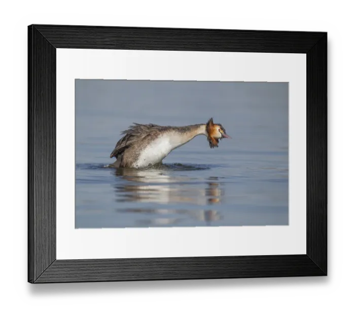 Framed Print : Great crested grebe (Podiceps cristatus) adult bird stretching on a lake