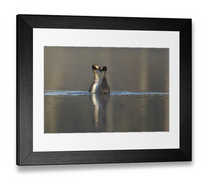 Framed Print : Great crested grebe (Podiceps cristatus)
