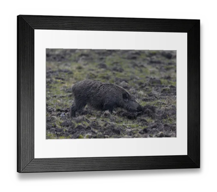 Framed Print : This meadow is obviously regularly visited by wild boar (Sus scrofa) in search of food