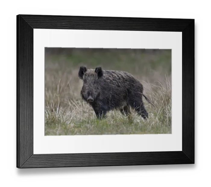 Framed Print : The wild boar (Sus scrofa) repeatedly interrupts its search for food and peers at my photo hiding place