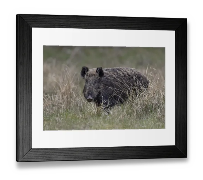 Framed Print : The wild boar (Sus scrofa) takes notice of my photo hiding place for a brief moment