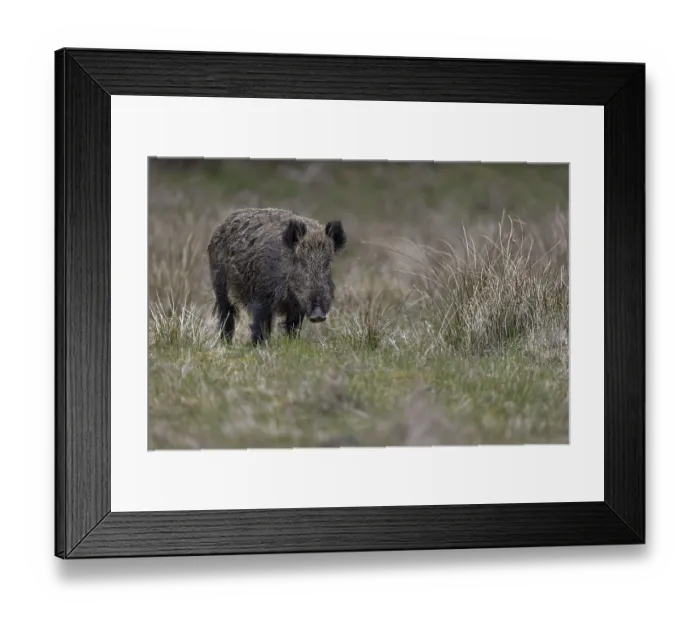 Framed Print : The wild boar (Sus scrofa) has visibly calmed down and looks relaxed