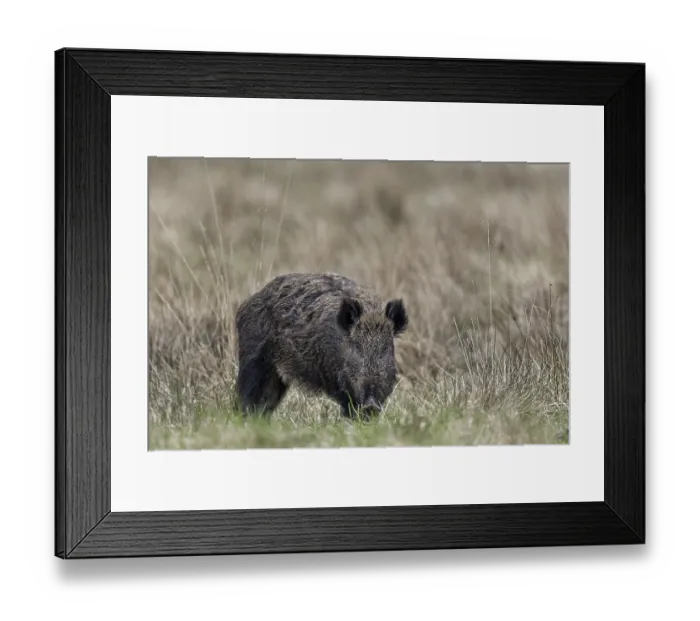 Framed Print : It is often claimed that the sense of sight of the wild boar (Sus scrofa) is not particularly pronounced