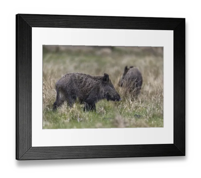 Framed Print : There is no greater compliment for a wildlife photographer than completely relaxed animals in front of the camera