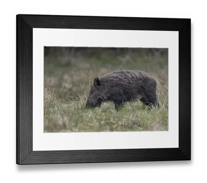 Framed Print : Photographing wild boar (Sus scrofa)