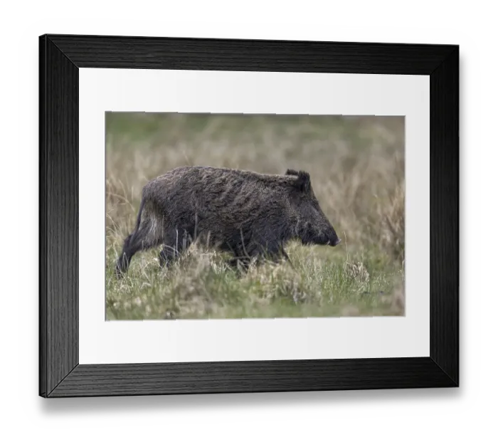 Framed Print : Wild boar (Sus scrofa) crosses a forest meadow