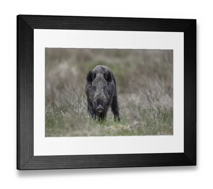 Framed Print : The small herd is followed by a wild boar (Sus scrofa) Framed Print : The small herd is followed by a wild boar (Sus scrofa)