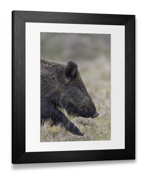 Framed Print : Portrait of a wild boar (Sus scrofa), Denmark Framed Print : Portrait of a wild boar (Sus scrofa), Denmark