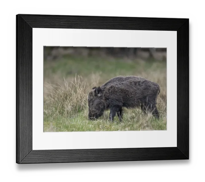 Framed Print : This wild boar (Sus scrofa) does not look healthy due to the shaggy fur