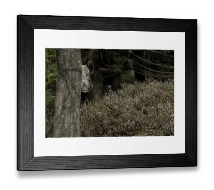Framed Print : Shortly after the wild boar (Sus scrofa) has sought shelter with the youngsters in a thicket of spruce trees Framed Print : Shortly after the wild boar (Sus scrofa) has sought shelter with the youngsters in a thicket of spruce trees