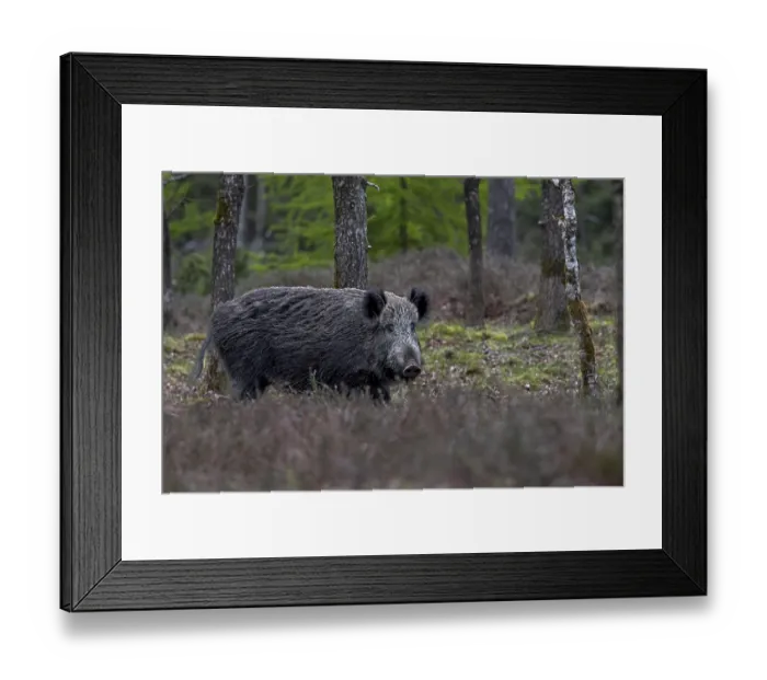 Framed Print : The wild boar (Sus scrofa) has slept the day away in a spruce thicket