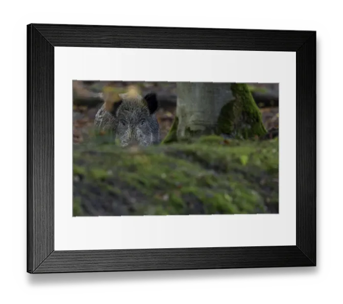 Framed Print : A wild boar (Sus scrofa) motionlessly observes the photographer