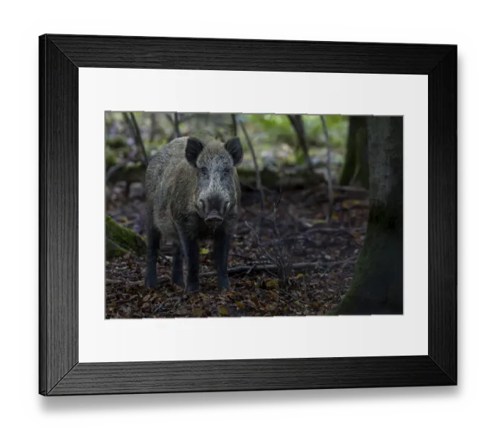 Framed Print : A movement causes the wild boar (Sus scrofa) to pause Framed Print : A movement causes the wild boar (Sus scrofa) to pause