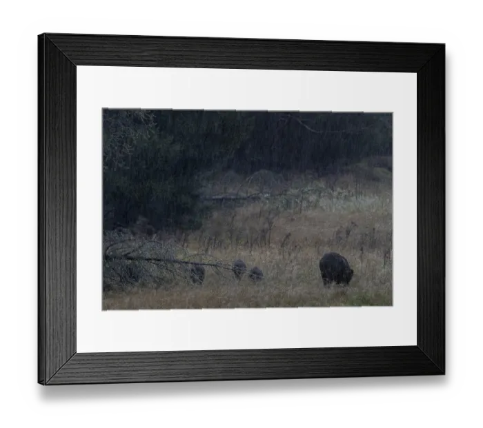 Framed Print : A wild boar (Sus scrofa) in the pouring rain with its young on a forest meadow