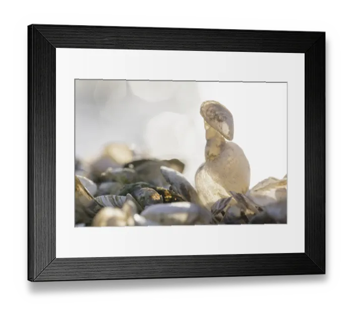 Framed Print : Shells and stones artfully arranged in light