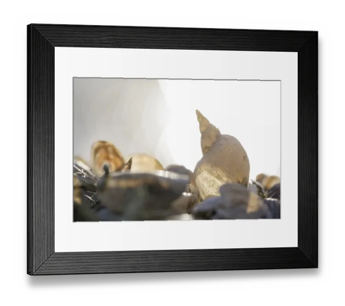 Framed Print : Snail shell and mussels, illuminated by light