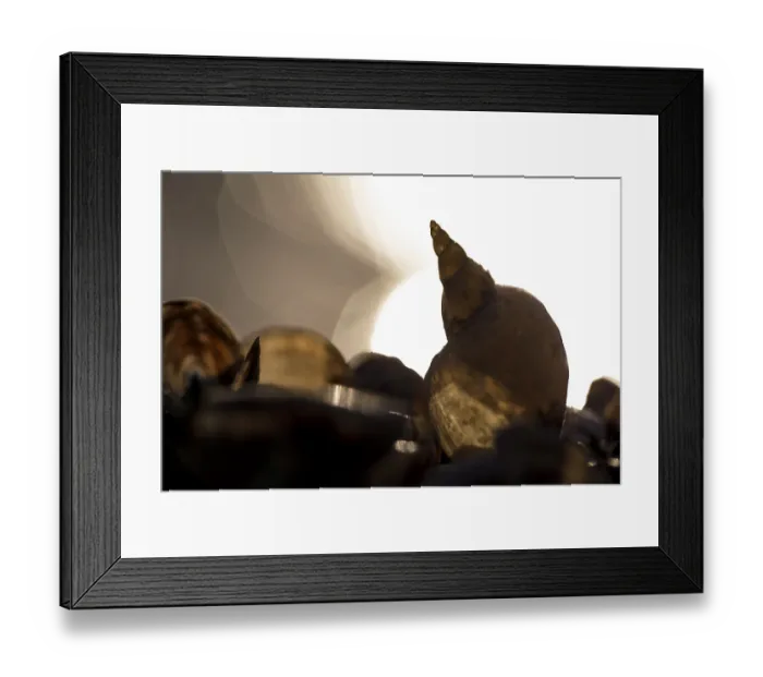 Framed Print : Silhouette of a snail shell against a light background Framed Print : Silhouette of a snail shell against a light background