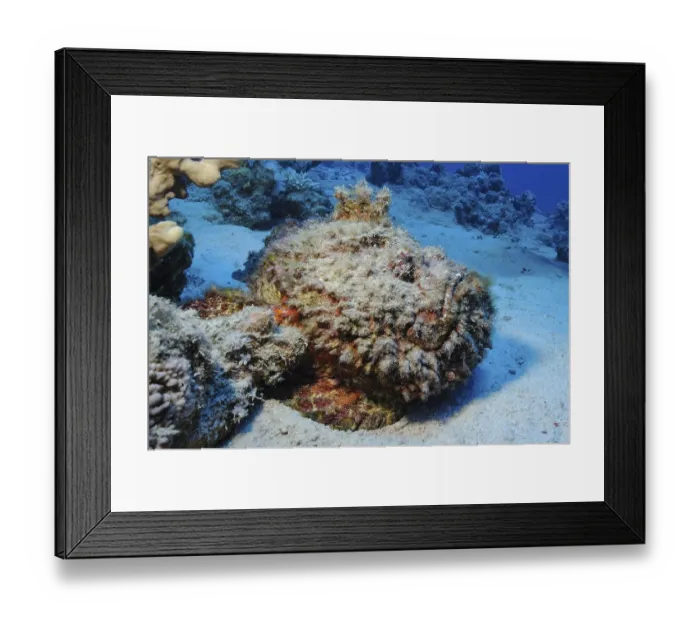 Framed Print : Underwater photo of camouflage behaviour mimesis of large stonefish (Synanceia verrucosa) Framed Print : Underwater photo of camouflage behaviour mimesis of large stonefish (Synanceia verrucosa)