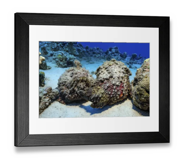 Framed Print : Underwater photo of mimesis of two stonefish (Synanceia verrucosa)