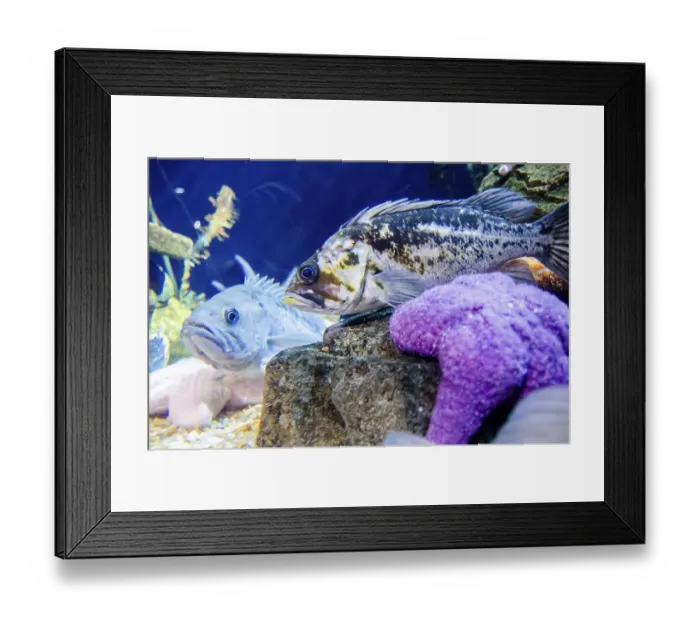 Framed Print : Garden of coral just beneath the water's surface Garden of coral just beneath the water's surface