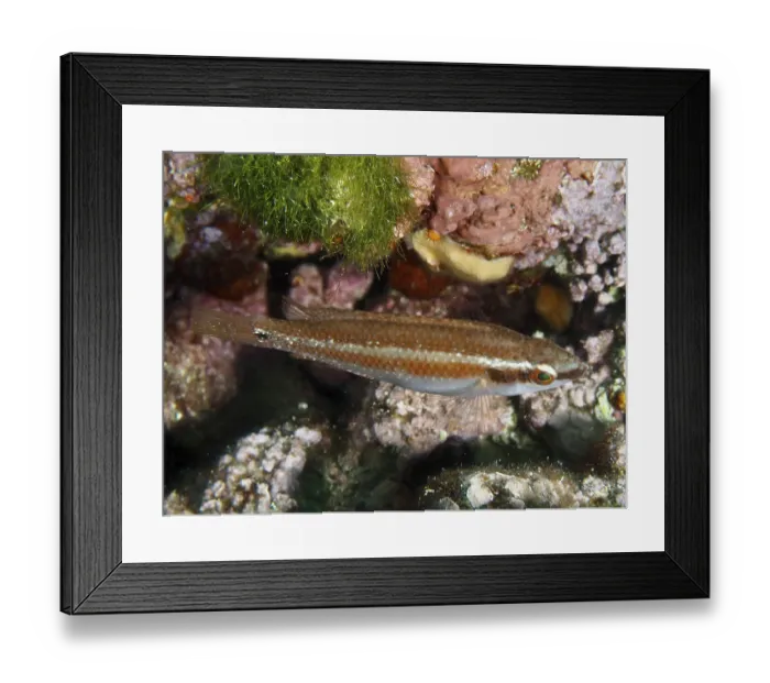 Framed Print : A colourful fish, Coris julis, swims near the seabed Framed Print : A colourful fish, Coris julis, swims near the seabed