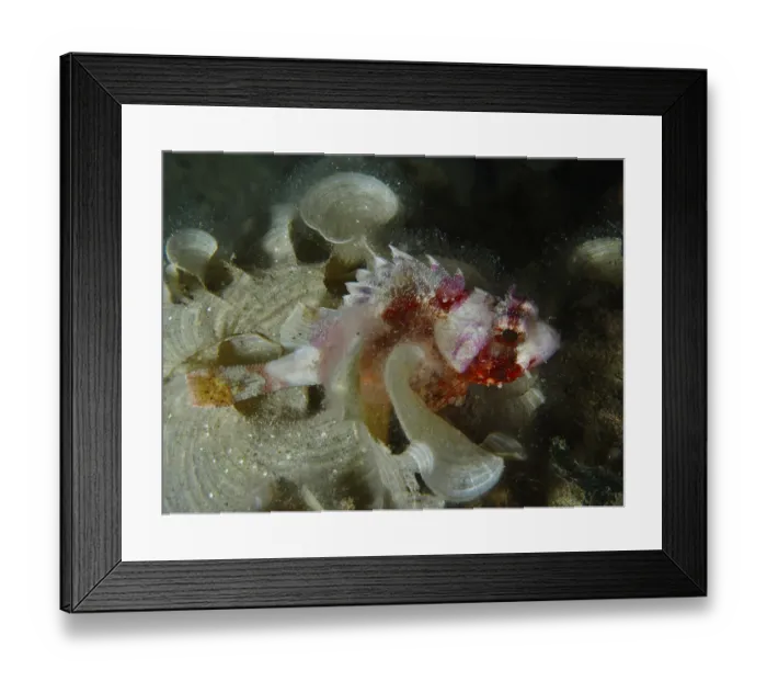 Framed Print : A colourful fish with colourful patterns Framed Print : A colourful fish with colourful patterns