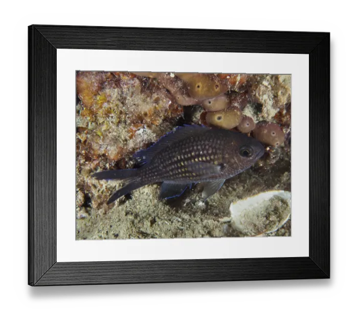 Framed Print : A small, dark-coloured fish with distinctive scales
