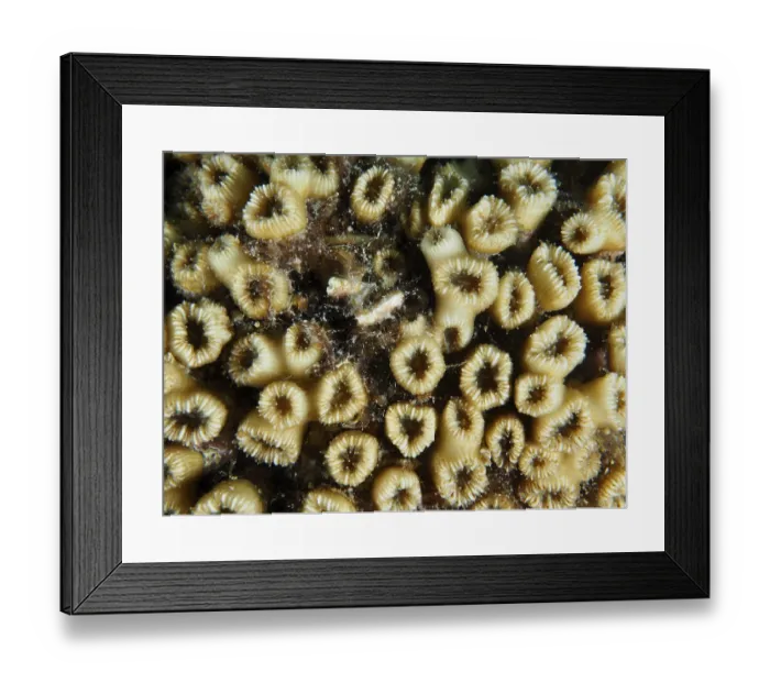 Framed Print : Close-up of yellow grass coral (Cladocora caespitosa) with ring-shaped structures and small algae Framed Print : Close-up of yellow grass coral (Cladocora caespitosa) with ring-shaped structures and small algae