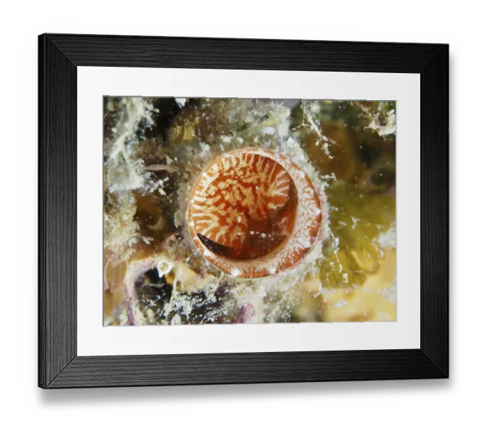 Framed Print : A red and white giant worm snail (Thylacodes arenarius) Framed Print : A red and white giant worm snail (Thylacodes arenarius)