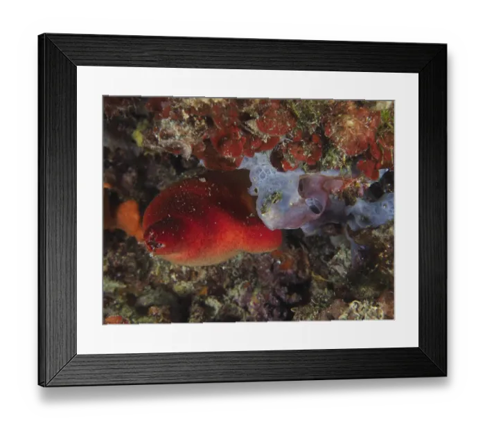Framed Print : Vividly coloured red sea squirt (Halocyntia papillosa) in red and sea sponge in blue in a reef