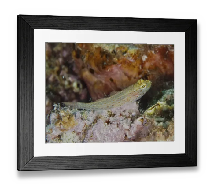 Framed Print : Small spotted fish, Sarato's goby (Gobius fallax)