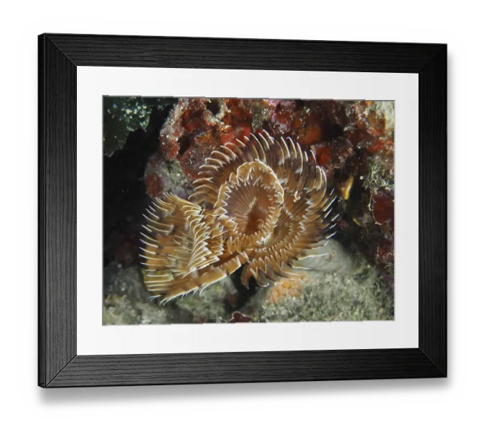Framed Print : Brown feather worm with spiral tentacles