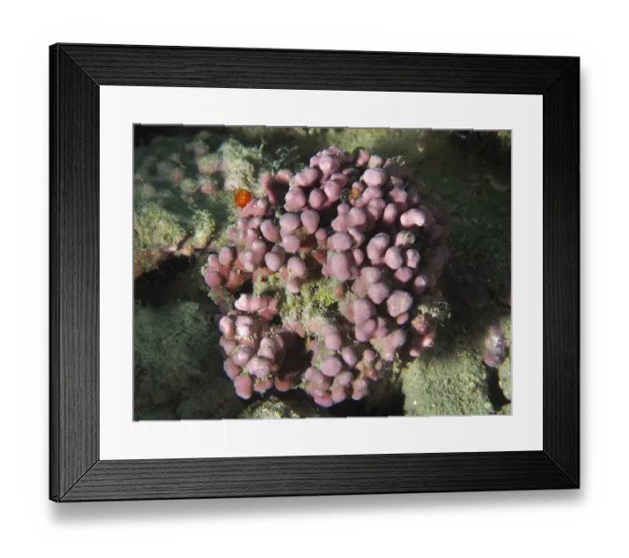 Framed Print : Round, pink-coloured red algae (Llithophyllum racemus) on a reef Framed Print : Round, pink-coloured red algae (Llithophyllum racemus) on a reef