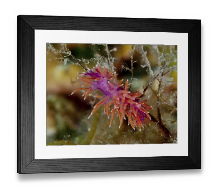 Framed Print : Colourful Edmundsella pedata (Edmundsella pedata) with striking colouration on algae