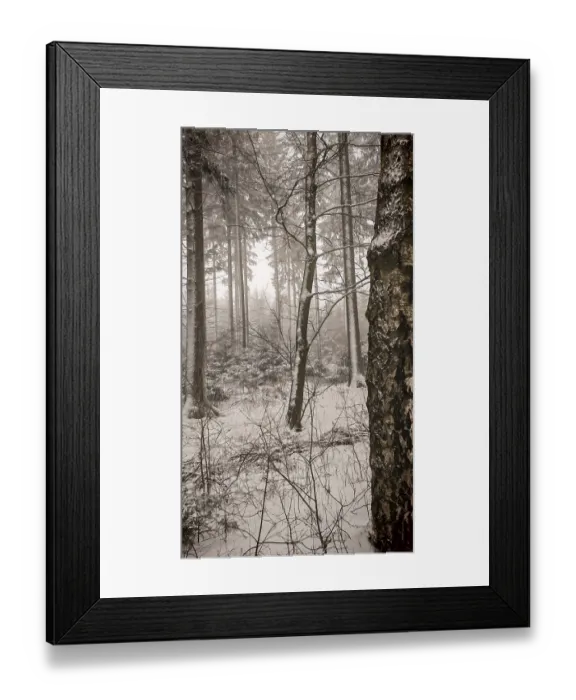 Framed Print : Snowy forest with tall trees and a foggy atmosphere Framed Print : Snowy forest with tall trees and a foggy atmosphere