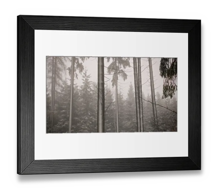 Framed Print : Mystical forest scene with thick trees covered in fog Framed Print : Mystical forest scene with thick trees covered in fog