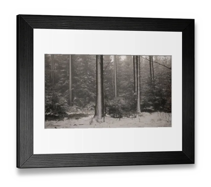 Framed Print : Snow-covered forest with tall trees in a quiet winter environment Framed Print : Snow-covered forest with tall trees in a quiet winter environment