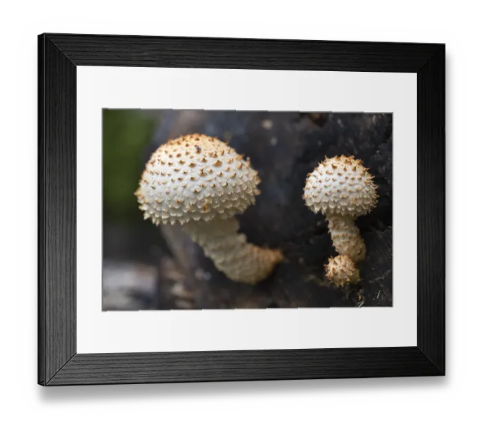 Framed Print : Mushrooms, growing on a tree trunk Framed Print : Mushrooms, growing on a tree trunk