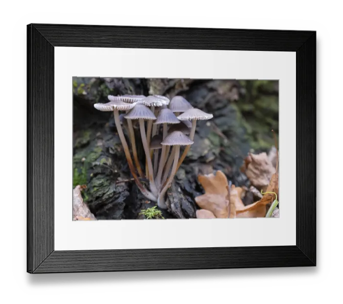 Framed Print : Group of mushrooms, Mycena leptocephala