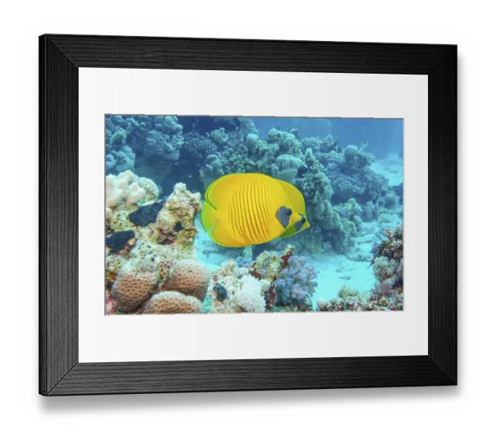 Framed Print : Masked butterflyfish (Chaetodon semilarvatus)