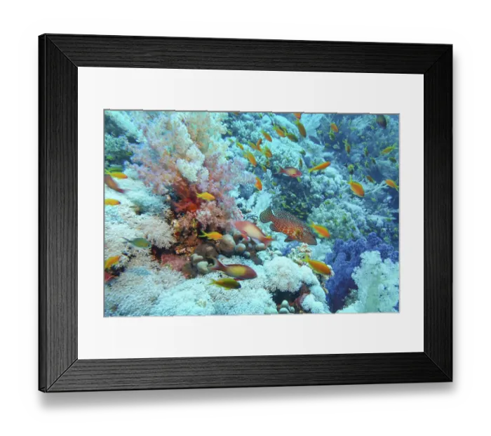 Framed Print : Shoal of jewelled bannerfish (Pseudanthias squamipinnis) Framed Print : Shoal of jewelled bannerfish (Pseudanthias squamipinnis)