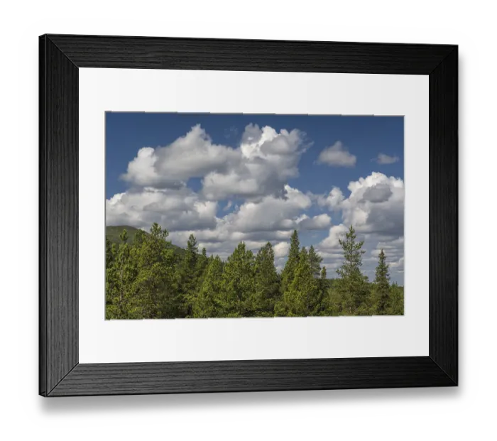 Framed Print : Cumulus clouds over boreal coniferous forest Framed Print : Cumulus clouds over boreal coniferous forest