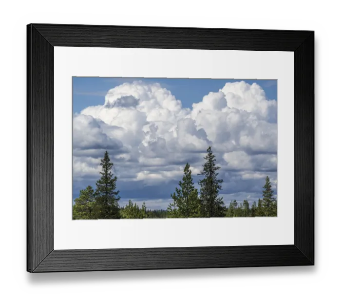 Framed Print : Cumulus clouds over boreal coniferous forest Framed Print : Cumulus clouds over boreal coniferous forest