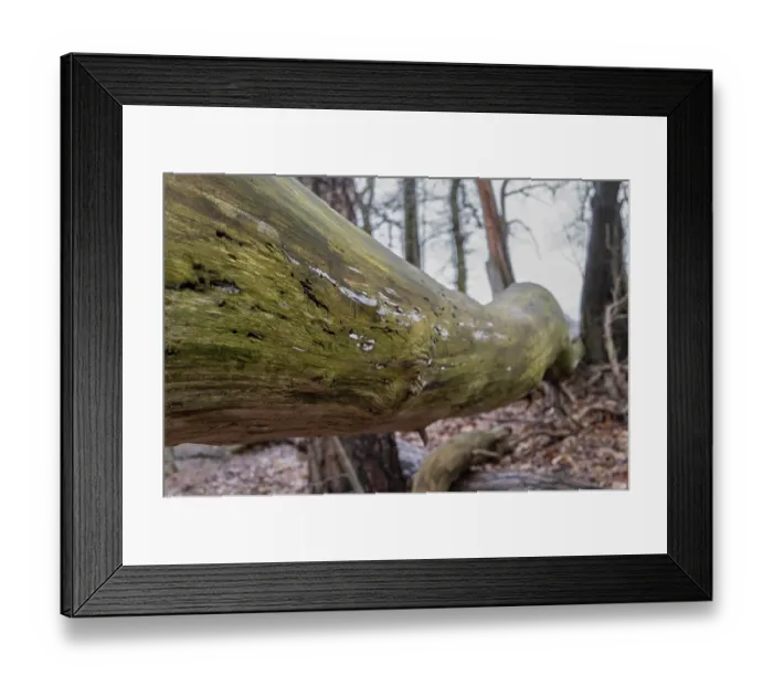 Framed Print : Borken, NRW, Germany, Fallen tree trunk covered with moss and lichen in a forest during autumn Framed Print : Borken, NRW, Germany, Fallen tree trunk covered with moss and lichen in a forest during autumn