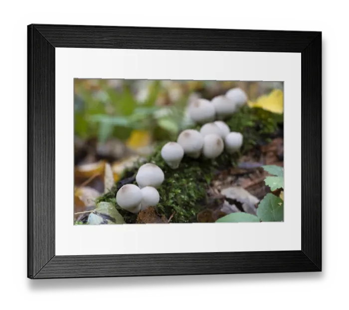 Framed Print : Group of edible mushrooms growing on a tree trunk in the autumn forest Framed Print : Group of edible mushrooms growing on a tree trunk in the autumn forest