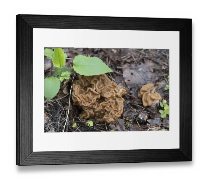 Framed Print : Spring Mushroom growing in the forest on a mossy tree Framed Print : Spring Mushroom growing in the forest on a mossy tree
