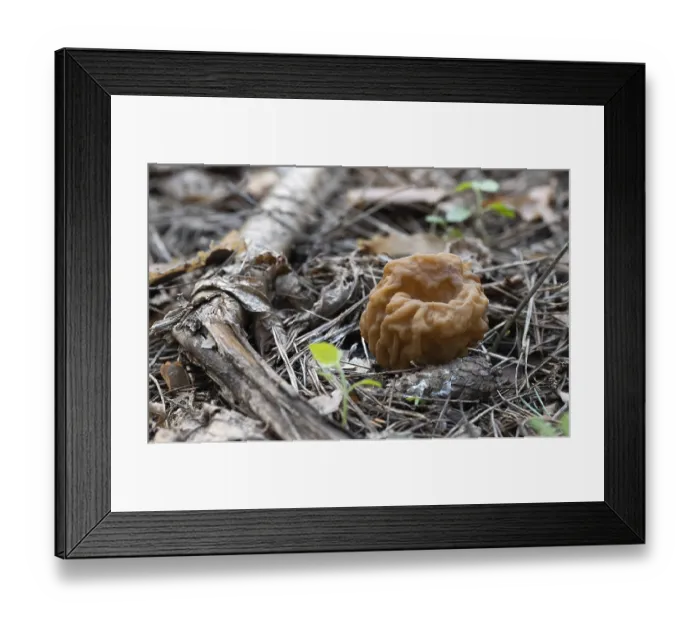 Framed Print : Spring Mushroom growing in the forest on a mossy tree Framed Print : Spring Mushroom growing in the forest on a mossy tree
