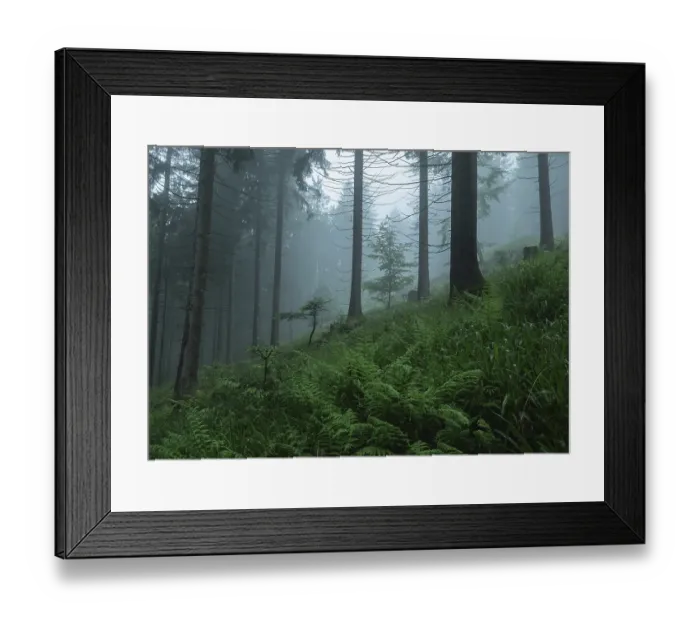 Framed Print : A misty forest with tall spruce trees (Picea abies) and lush ferns (Thelypteris limbosprerma)