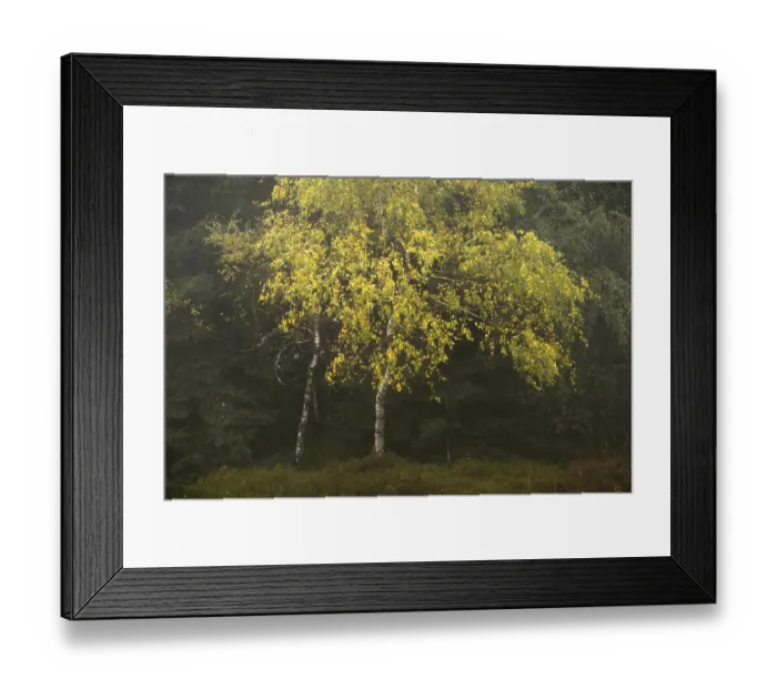 Framed Print : A birch tree (Betula pubescens) with vibrant yellow leaves in a misty